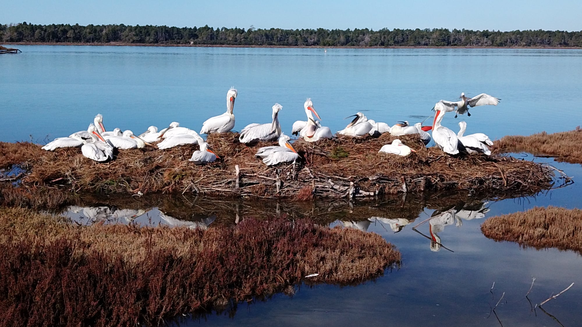 Divjaka Lagoon Pelicans